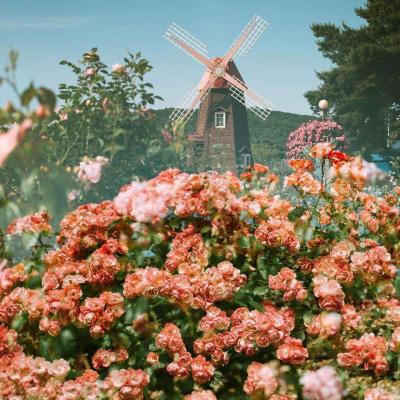 NG28下载地址官网